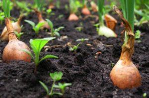 วิธีการกำหนดเวลาเก็บเกี่ยวหัวหอมจากสวนเพื่อเก็บรักษา