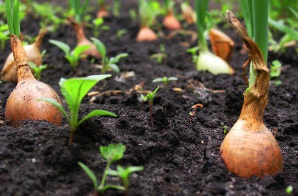 การปลูกหัวหอม