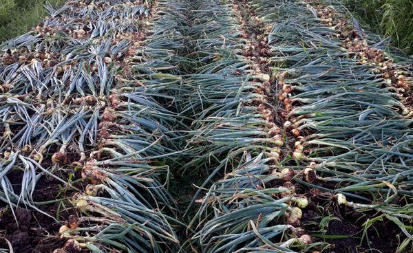 การเก็บเกี่ยวหัวหอม