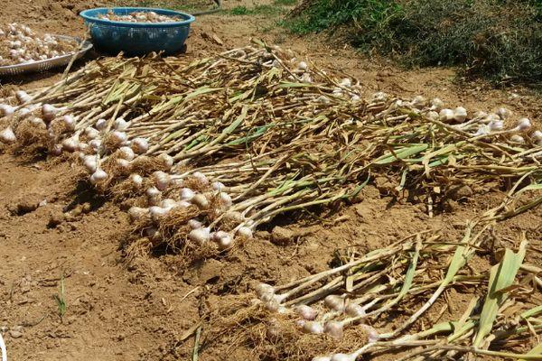 Récolte de l'ail