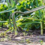 การขุดกระเทียม