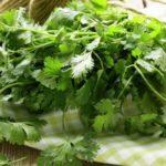 ผักชีสด