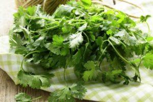 เทคโนโลยีการปลูกและดูแลผักชีในที่โล่งก่อนฤดูหนาว วิธีและเวลาในการปลูก