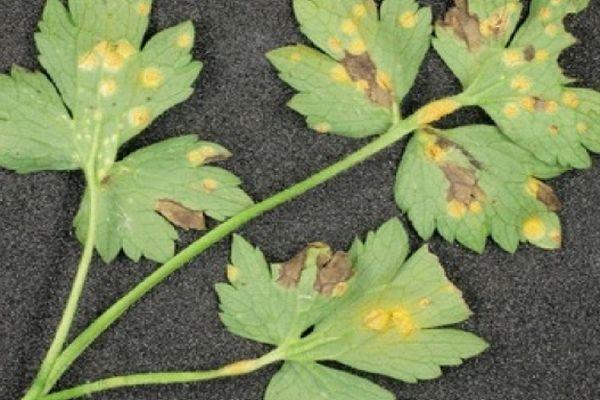 โรครามูลาเรียของผักชี