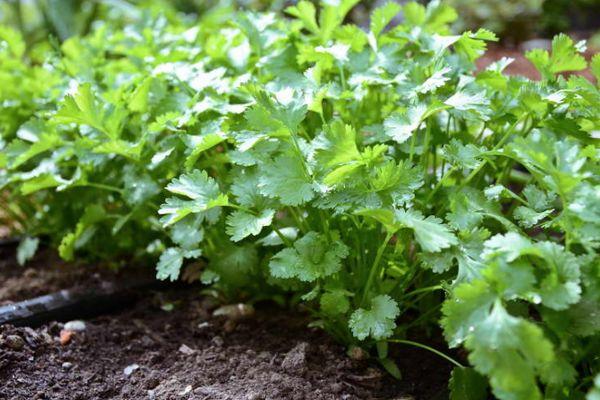 ผักชีในสวน