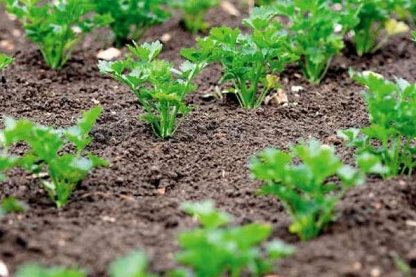 ถั่วงอกผักชี