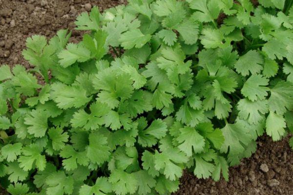 การปลูกผักชี