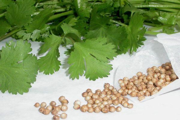 ผักชีและเมล็ด