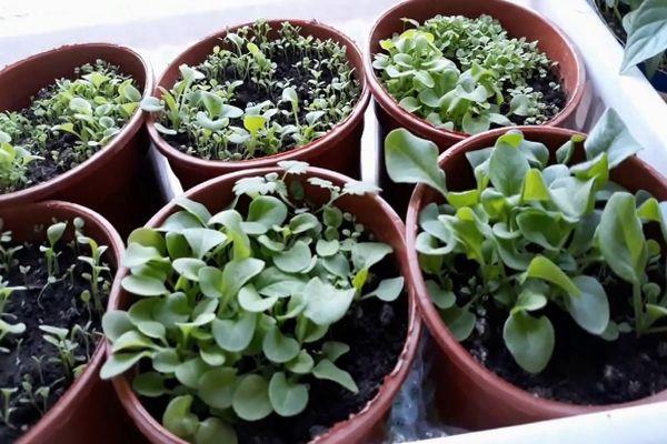 ต้นกล้าในกระถาง