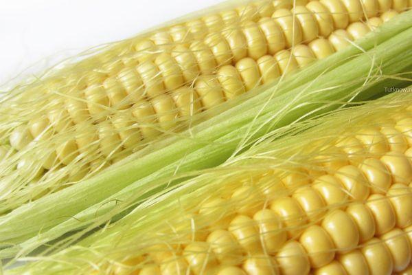 Maïs mûr