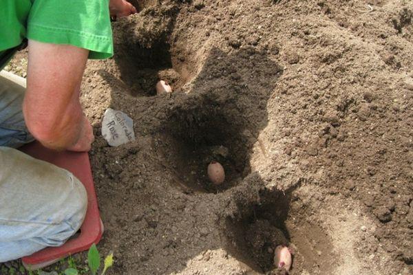 การปลูกมันฝรั่ง