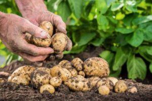 วิธีการและวิธีการใช้วัสดุคลุมดินมันฝรั่งให้เหมาะสม