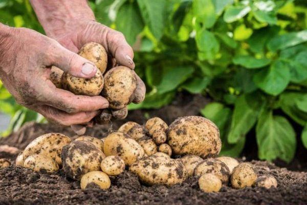 การเก็บเกี่ยวมันฝรั่ง