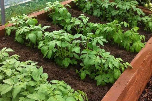 ต้นกล้ามันฝรั่ง