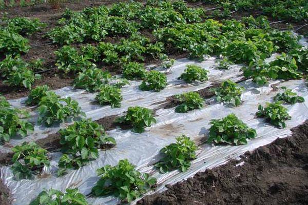 การคลุมดินด้วยฟิล์ม