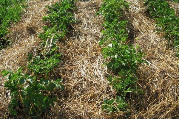 การคลุมด้วยฟาง