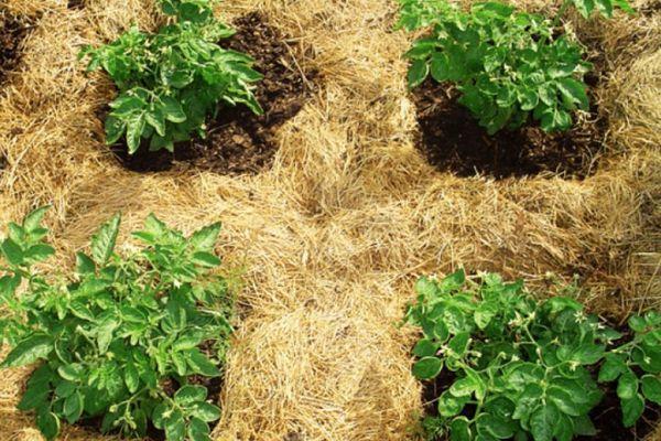 การปลูกมันฝรั่ง