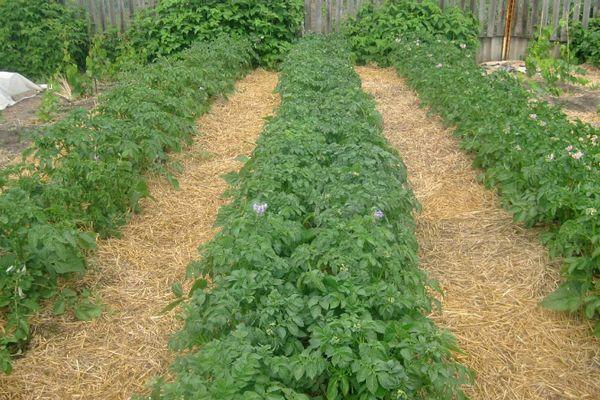 วิธีการและวิธีการใช้วัสดุคลุมดินมันฝรั่งให้เหมาะสม