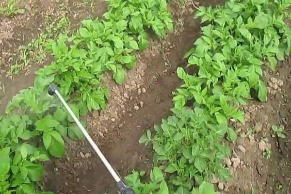 การใส่ปุ๋ยมันฝรั่ง