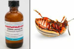 การใช้แอมโมเนียเพื่อฆ่าแมลงมันฝรั่งโคโลราโดบนมันฝรั่ง