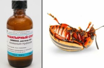 แอมโมเนียและแมลง