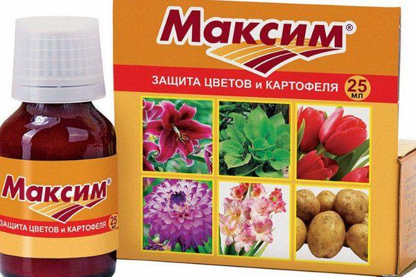 Le médicament Maxim