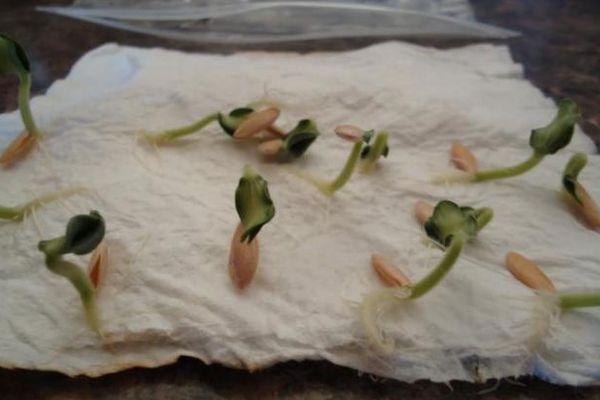 Germination des graines