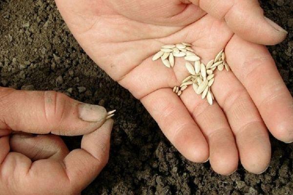 Stockage des semences