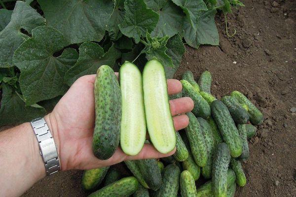 Concombres pour graines