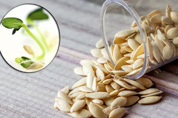 graines de concombre