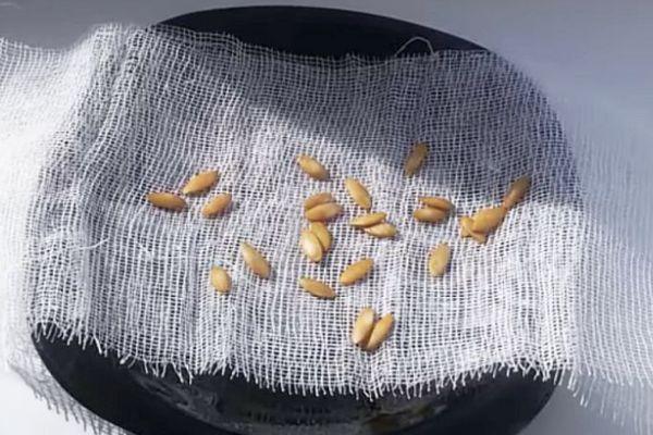 Des graines sur un pansement