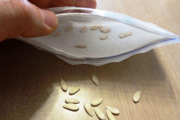 Réchauffer les graines