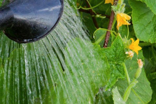 การรดน้ำแตงกวา