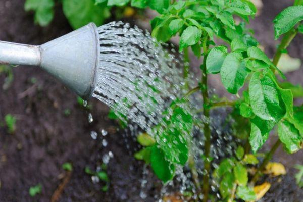 การรดน้ำมันฝรั่ง