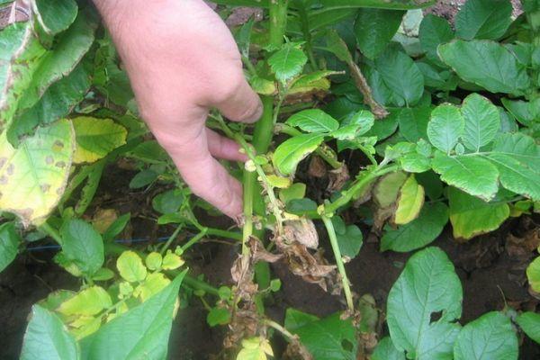 ศัตรูพืชมันฝรั่ง