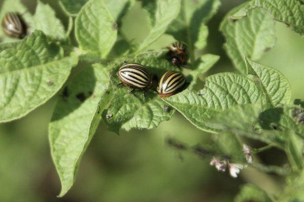 แมลงบนมันฝรั่ง