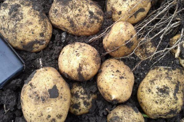 ผลมันฝรั่ง