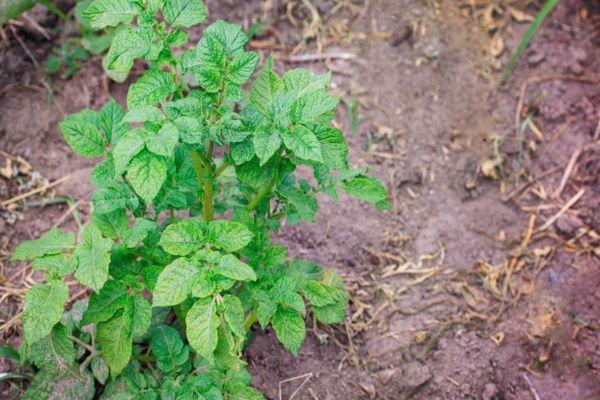 ถั่วงอกมันฝรั่ง