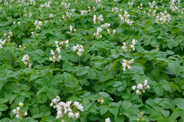 การออกดอกของมันฝรั่ง