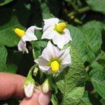 ดอกมันฝรั่ง