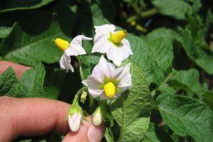 สาเหตุที่มันฝรั่งไม่ออกดอก และต้องทำอย่างไรเพื่อให้เก็บเกี่ยวผลผลิตได้ดี