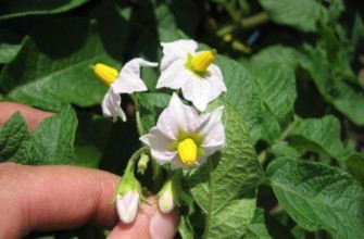 ดอกมันฝรั่ง