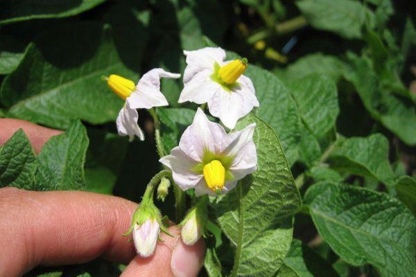 ดอกมันฝรั่ง