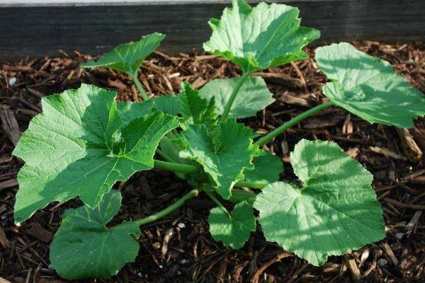 งอกในดิน