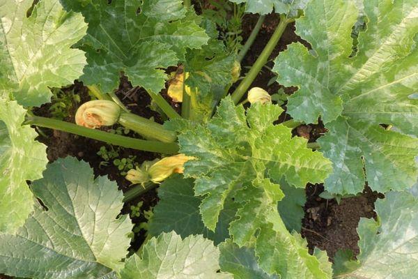 การปลูกบวบ