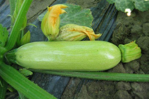 ผลซูกินี่