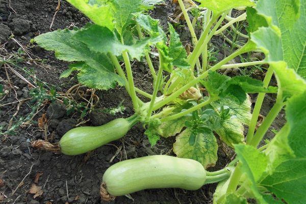 ต้นซูกินี่