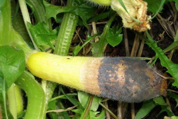 โรคเน่าในบวบ