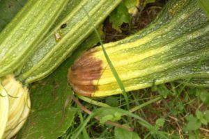 ทำไมบวบจึงเติบโตได้ไม่ดีในพื้นที่โล่ง และต้องทำอย่างไรเพื่อดูแลพวกมัน