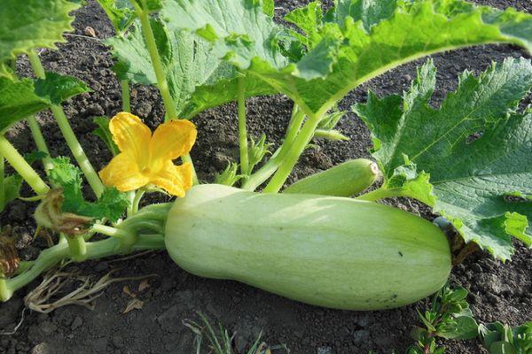 ซูกินี่สุก